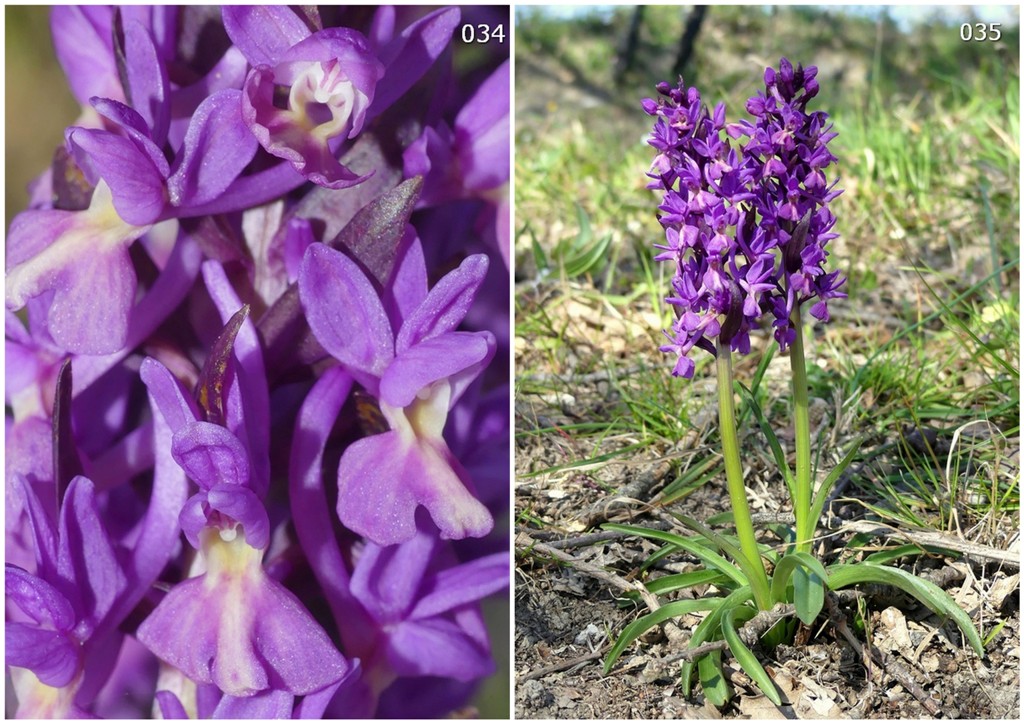 Dactylorhiza romana in una splendida variabilit - provincia di Caserta marzo 2019